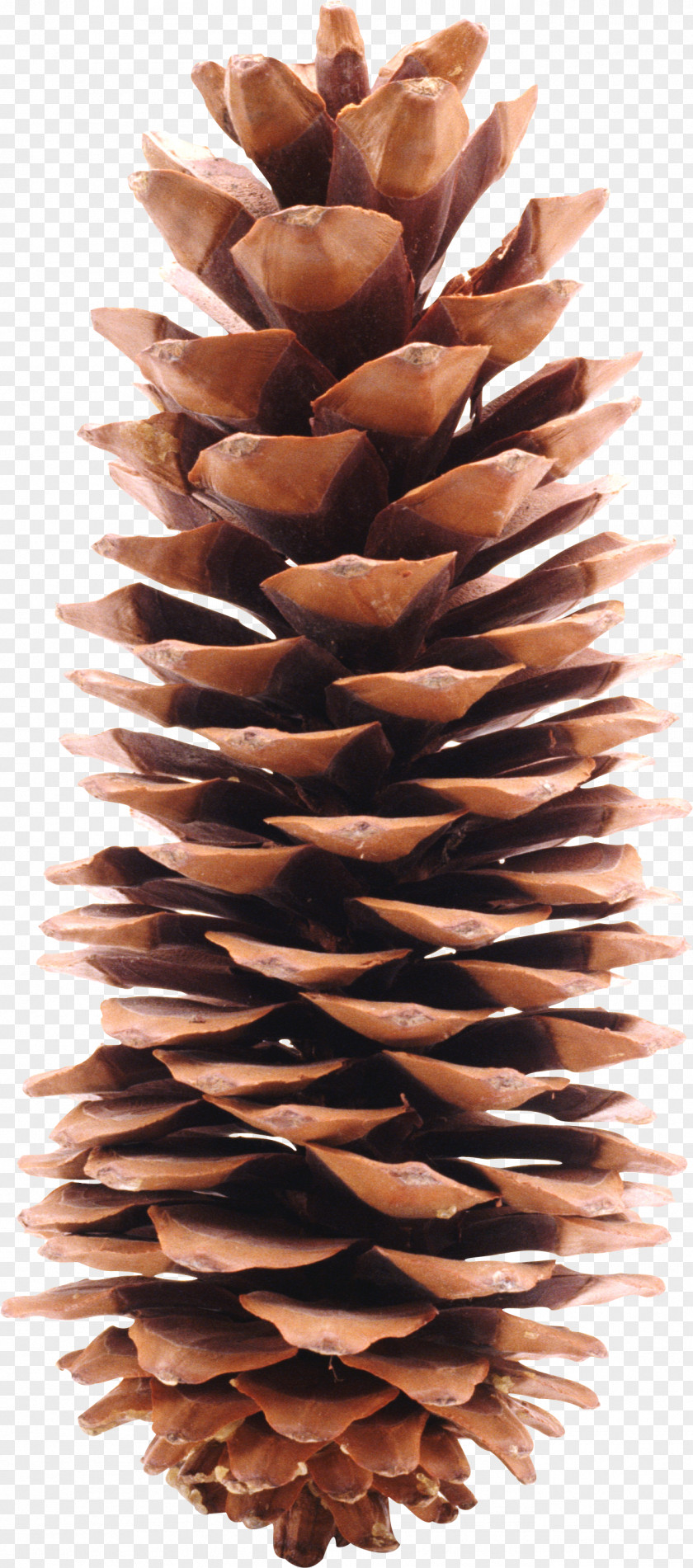 Pine Cone Grand Theft Auto V Conifer Coub Website YouTube PNG