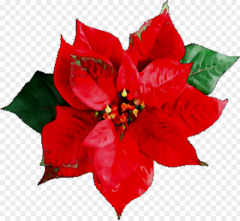 Stock Photography Poinsettia Image Royalty-free Illustration PNG