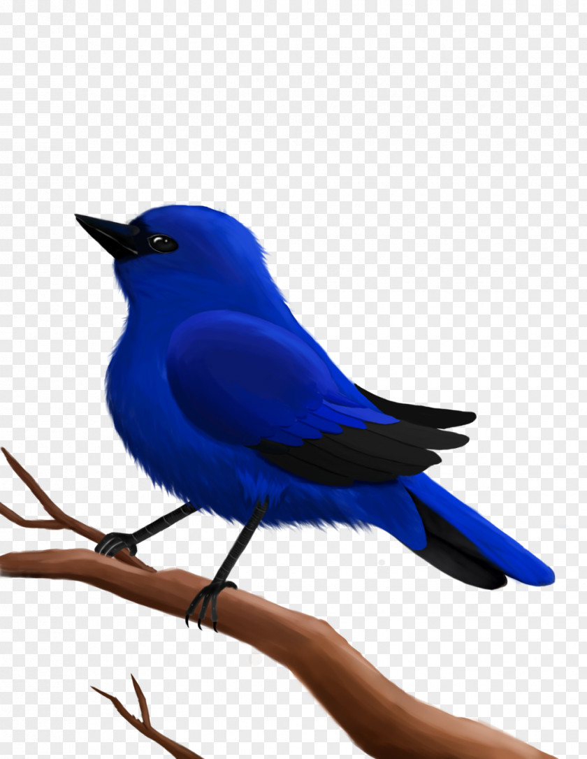 Feather Cobalt Blue Beak PNG