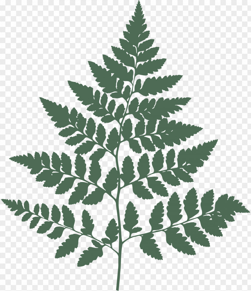 Fern Wall Decal Botany PNG