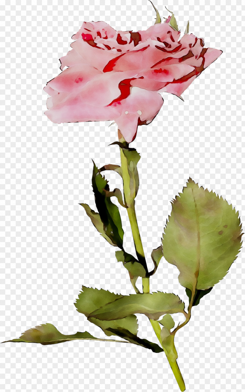 Garden Roses Cabbage Rose Cut Flowers Bud Plant Stem PNG