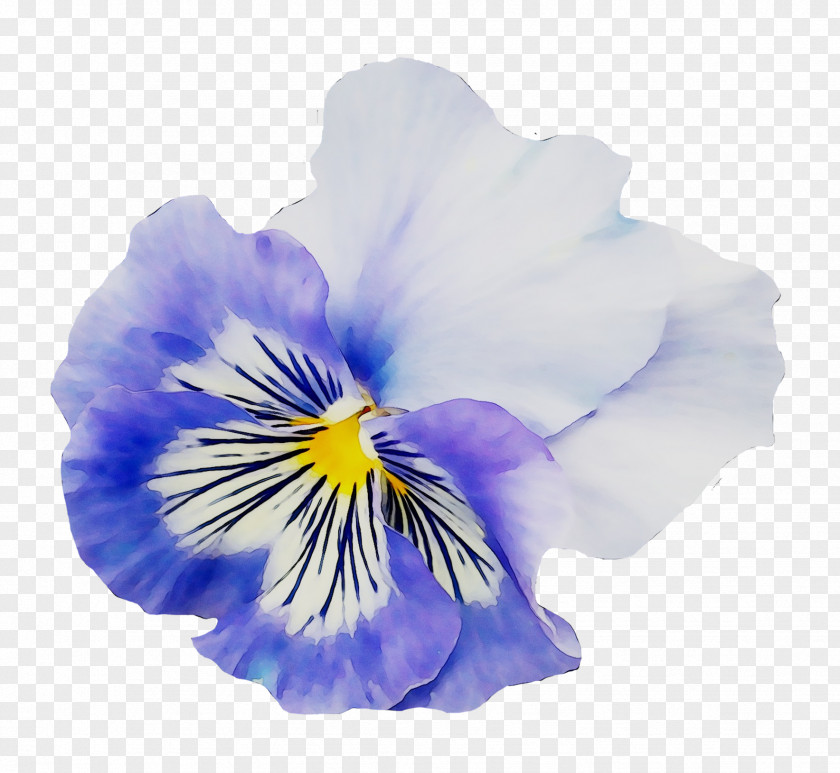 Pansy Yellow Flower Garden PNG