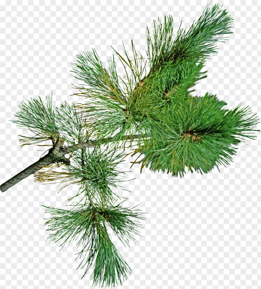 Pine Cone Snegurochka Spruce Fir Santa Claus PNG