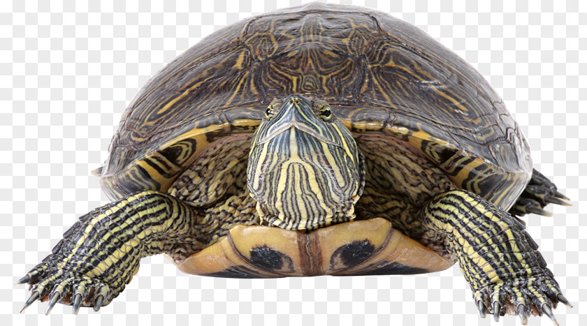 Tortuga Turtle Desktop Wallpaper Ectotherm PNG