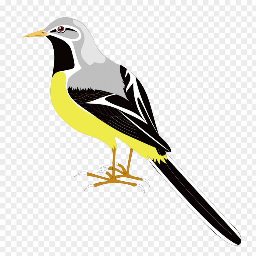 Vector Gray Sparrow Bird Clip Art PNG