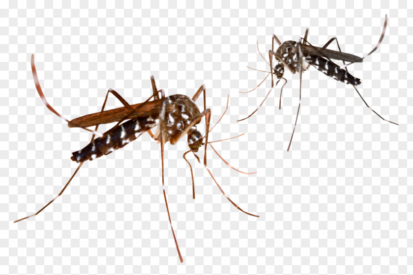 Gnat Marsh Mosquitoes Malaria Mosquito Control Mosquito-borne Disease PNG