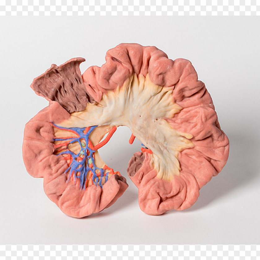 Ileum Human Anatomy 3D Printing Large Intestine Cubital Fossa PNG