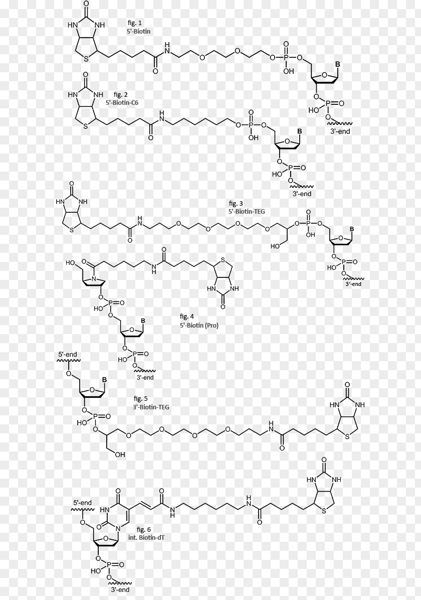 Streptavidin Biotinylation Oligonucleotide PNG