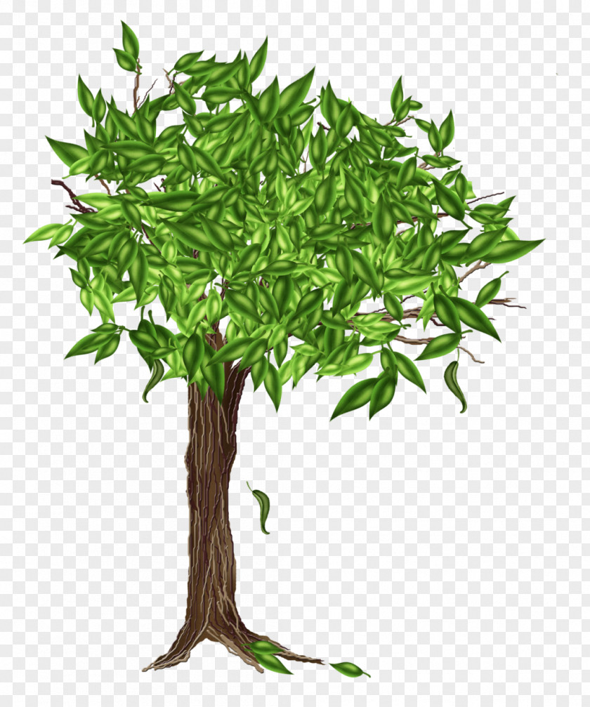 Eucalipt Drawing Tree Clip Art PNG