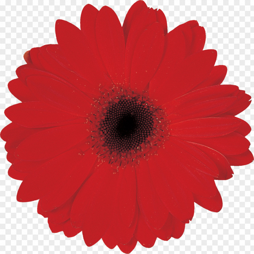 Flower Transvaal Daisy Paper Common PNG