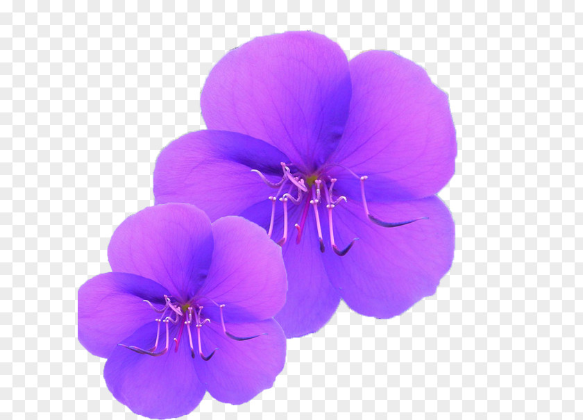 Purple Orchid PNG