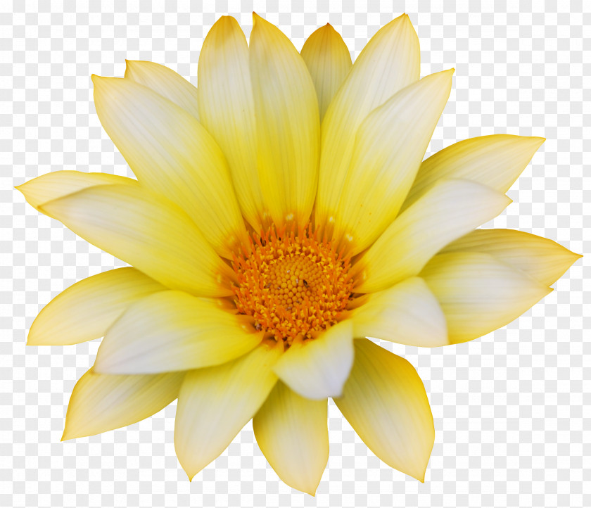 Sunflower Flower Getty Images Stock Photography PNG