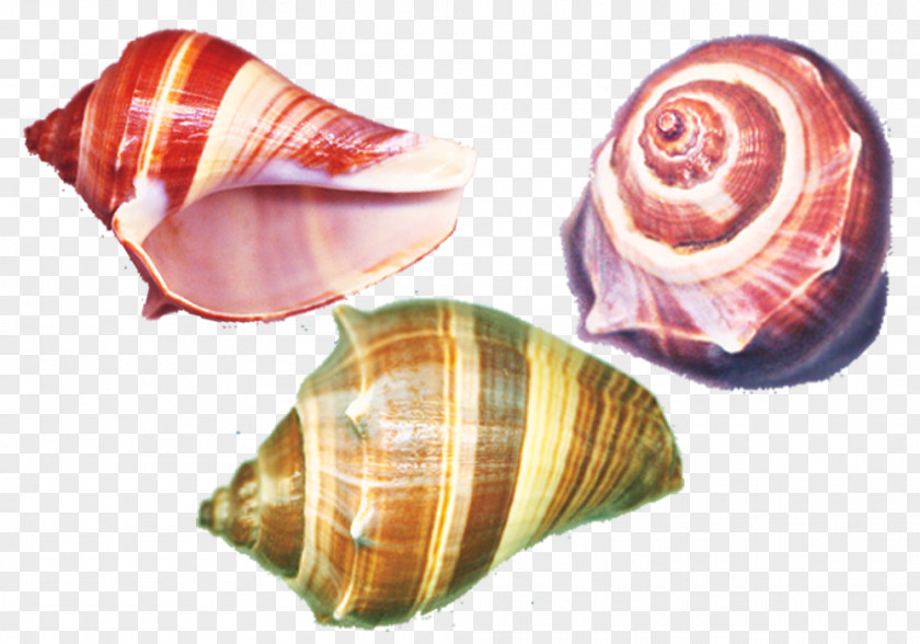 Colorful Conch Material Seashell Sea Snail PNG