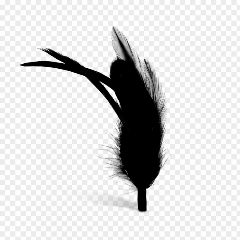 Feather Black M PNG