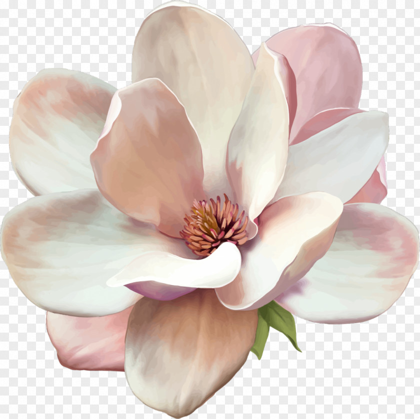 Flower Stock Photography Southern Magnolia PNG