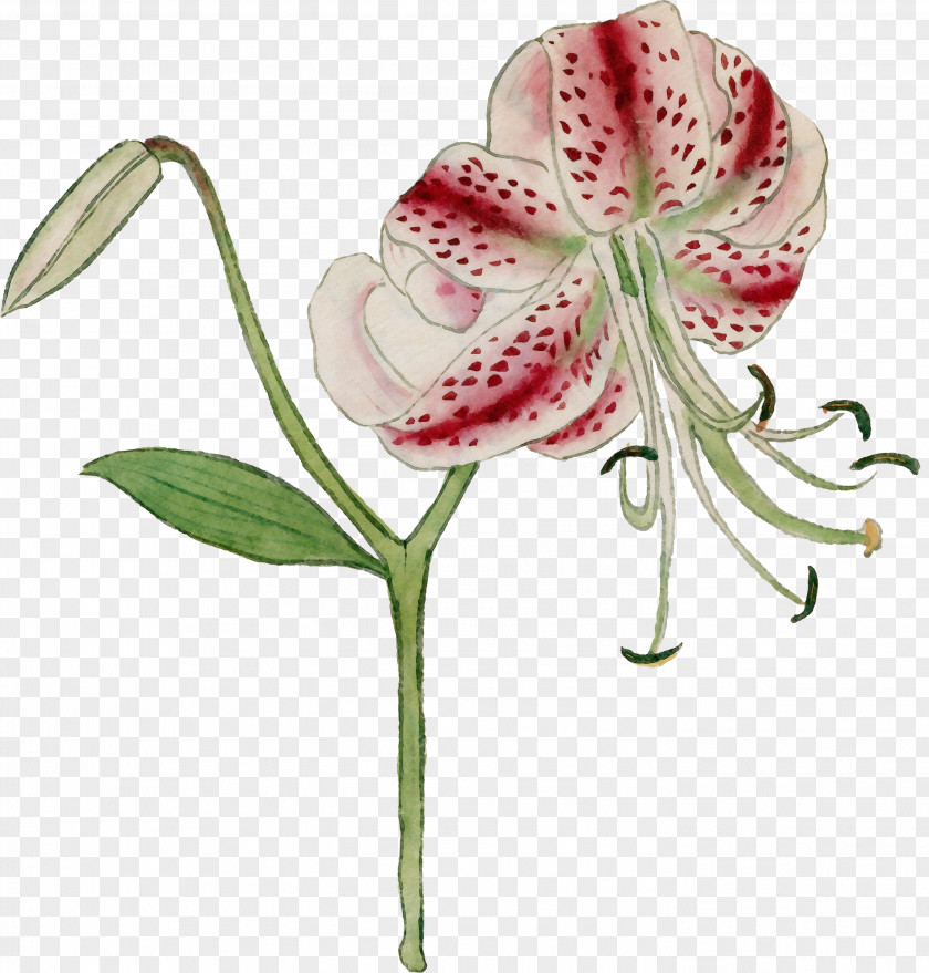 Hippeastrum Amaryllis Belladonna Watercolor Pink Flowers PNG