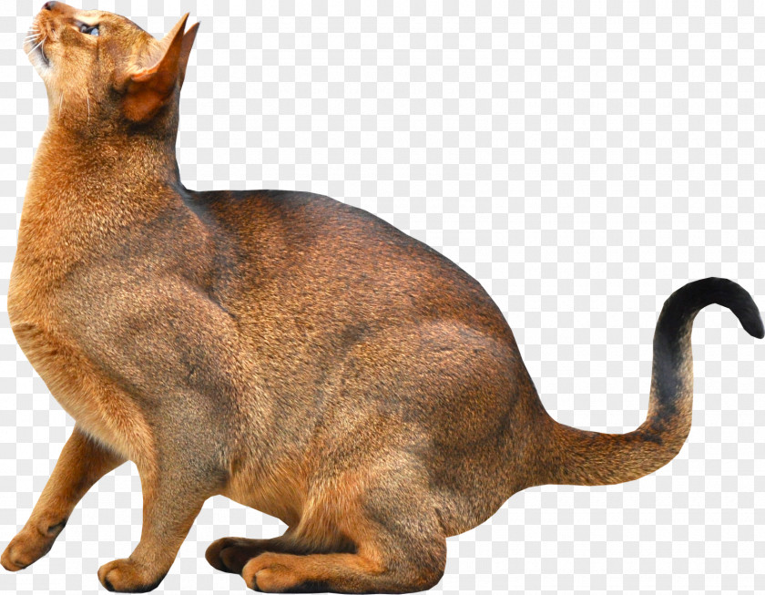 Kitten Image, Free Download Picture Abyssinian Somali Cat Dog Breed PNG