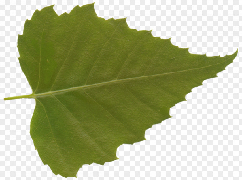 Leaf Grape Leaves Plane Trees Grapevines Tree Family PNG