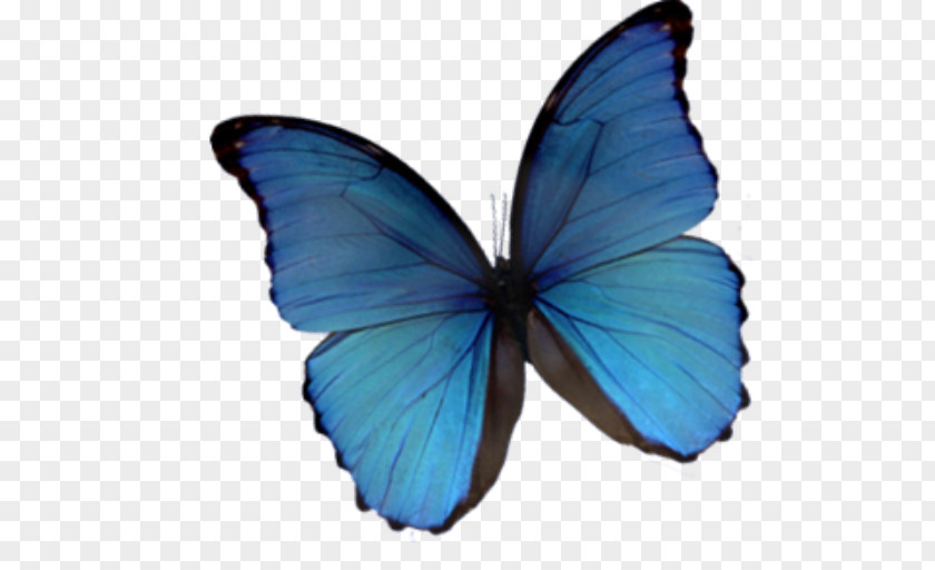Butterfly Monarch Blue PNG