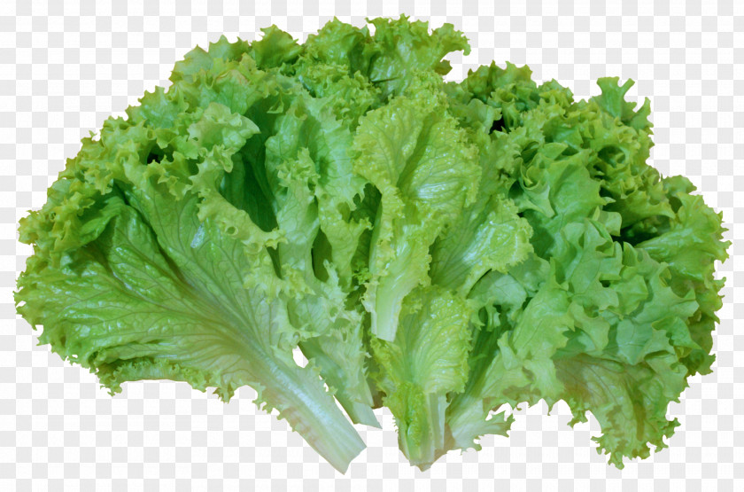 Green Salad Lettuce Picture Iceberg Caesar Romaine Vegetable Clip Art PNG