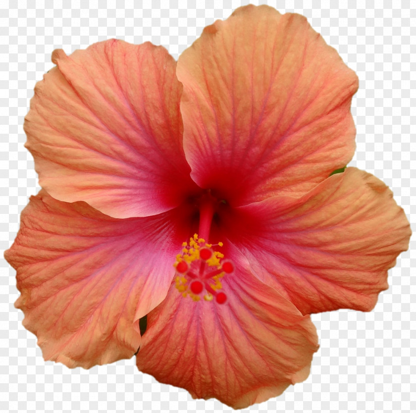 Guru Purnima Shoeblackplant Fernlea Flowers Hawaiian Punch PNG