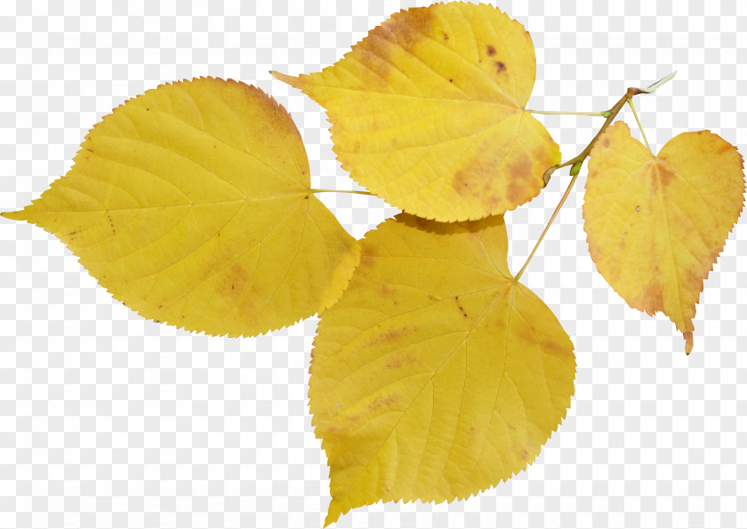 Leaf Tilia Cordata Bud Autumn Flower PNG