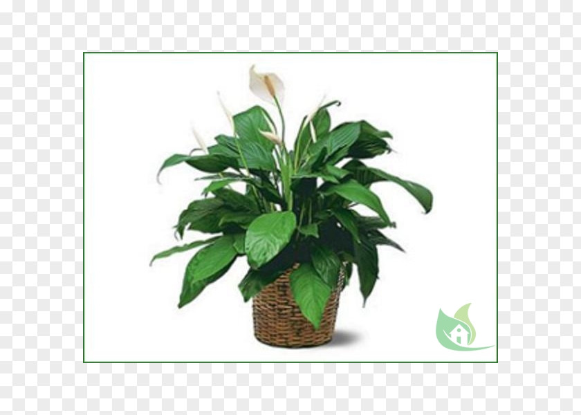 Plant Peace Lily Trias Flowers & Gifts Chinese Evergreens PNG