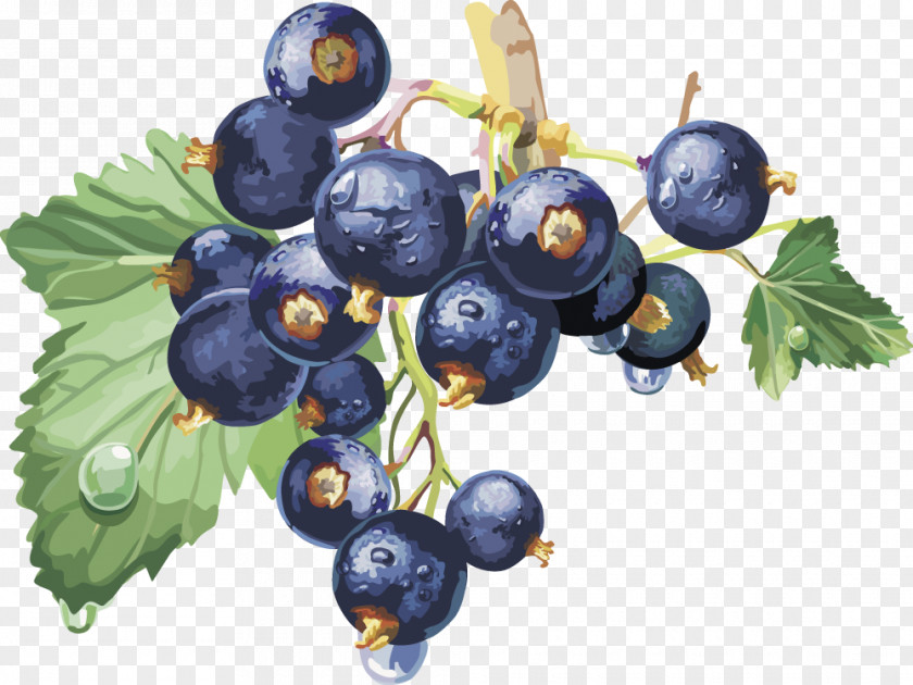 Vector Blueberry Blackcurrant Frutti Di Bosco Redcurrant Varenye Macaron PNG