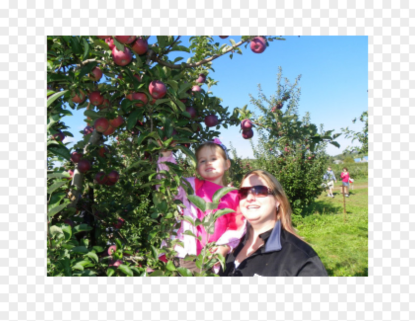 Apple Rochester Finger Lakes Rose Family Fruit Picking Orchard PNG
