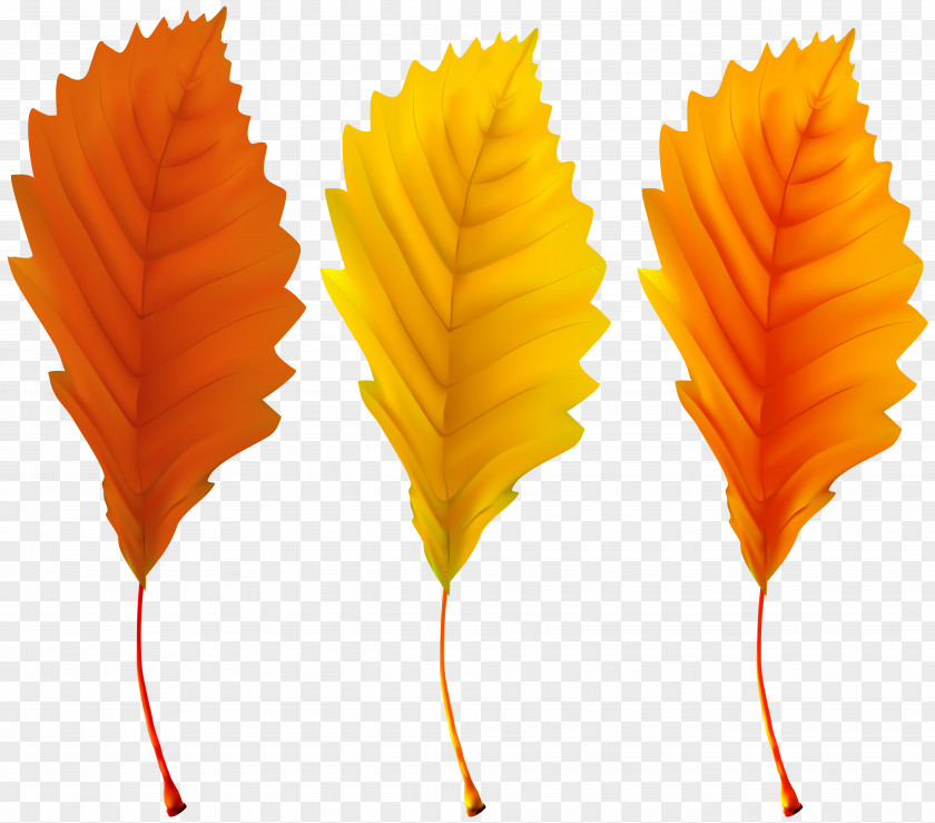 Autumn Leaves Clip Art Image Leaf Color PNG
