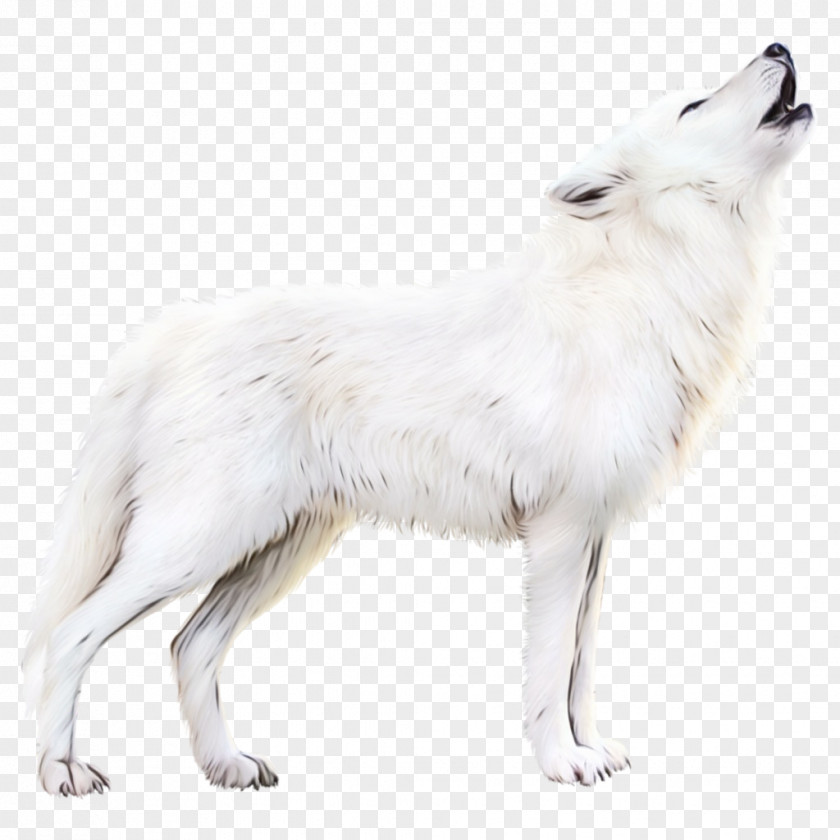 Canadian Eskimo Dog White Swiss Shepherd Arctic Fox Alaskan Tundra Wolf PNG