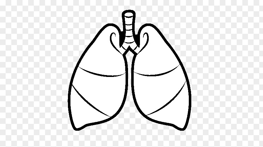 Heart Lung Drawing Breathing Respiratory System PNG