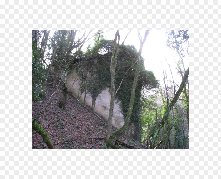 Hui Abutment Viaduc Du Furan Rainforest Biome Jungle PNG