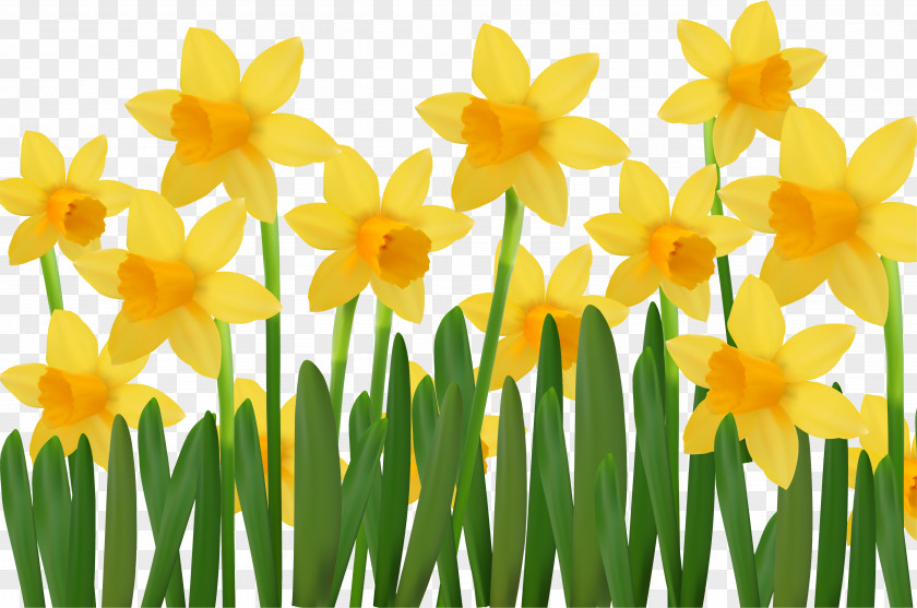 Narcissus Flower Stock Photography PNG