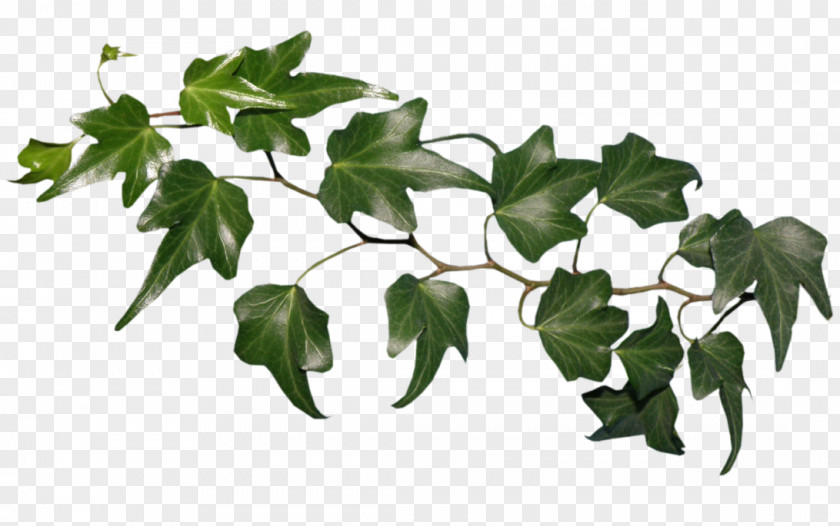 Plants Leaf Liana Guiana Chestnut Houseplant PNG