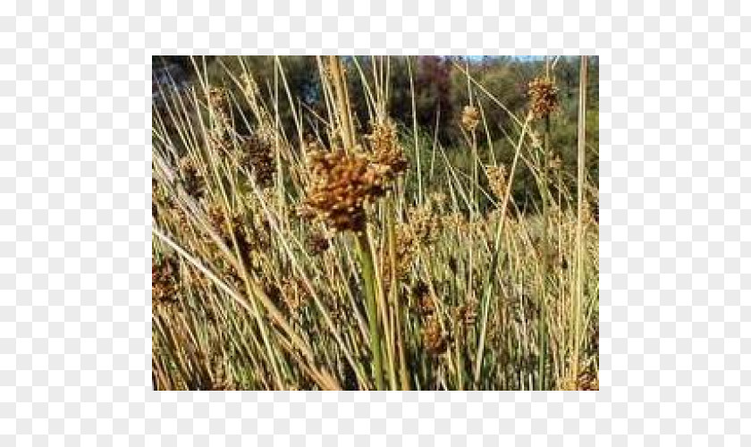 Sweet Grass Vetiver Plant Community Juncus Pallidus Commodity PNG