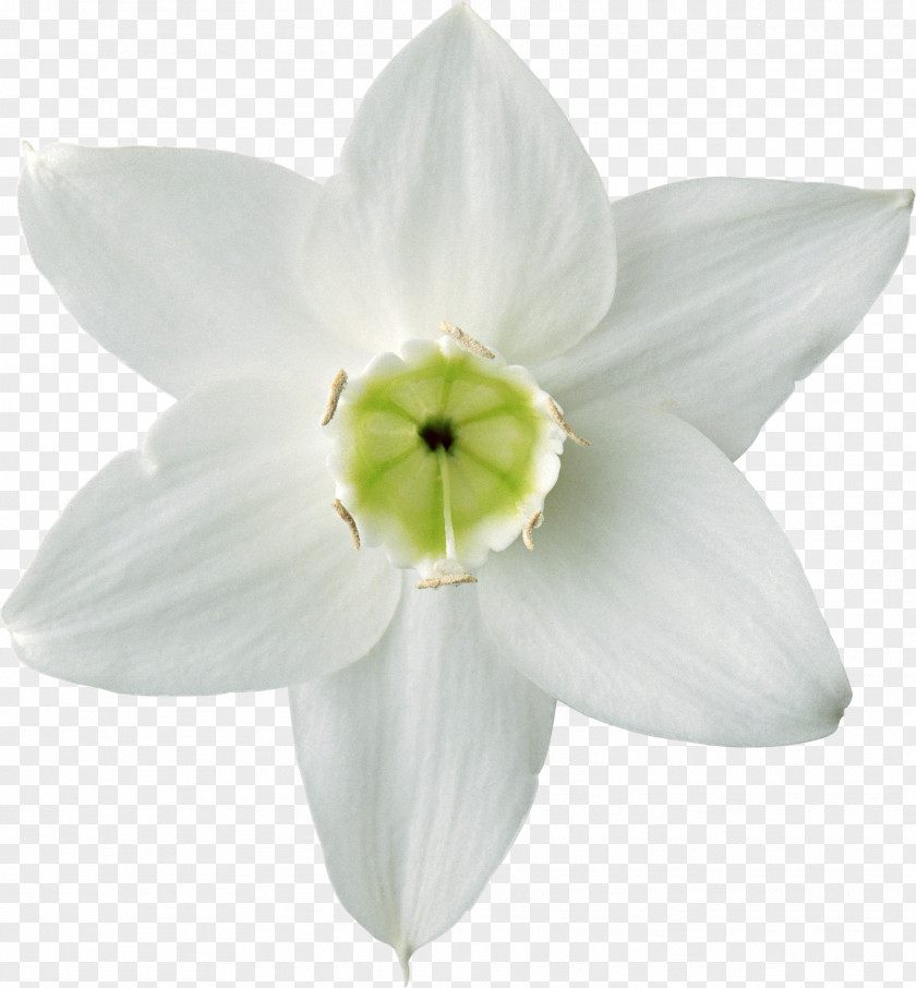 White Flowers Flower Daffodil Plant Lilium PNG