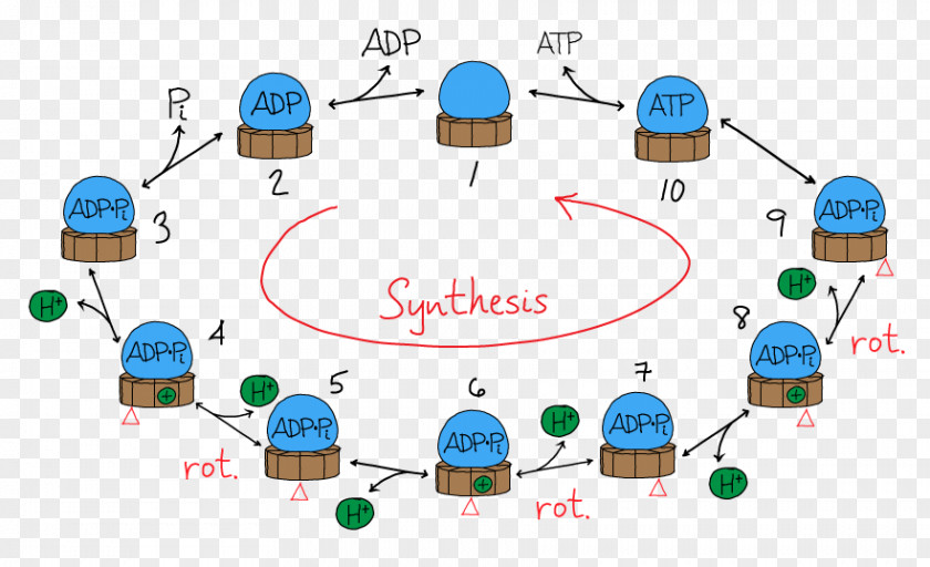 Atp Ecommerce ATP Synthase Adenosine Triphosphate Chemical Synthesis F-ATPase PNG