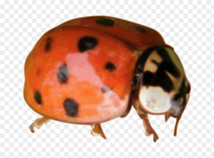 Beetle Ladybird Coccinella Clip Art PNG