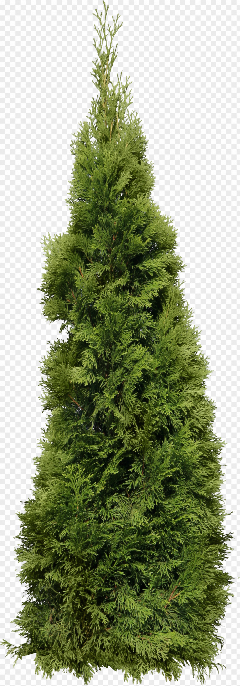 Green Big Fir-tree Image Cupressus Fir PNG