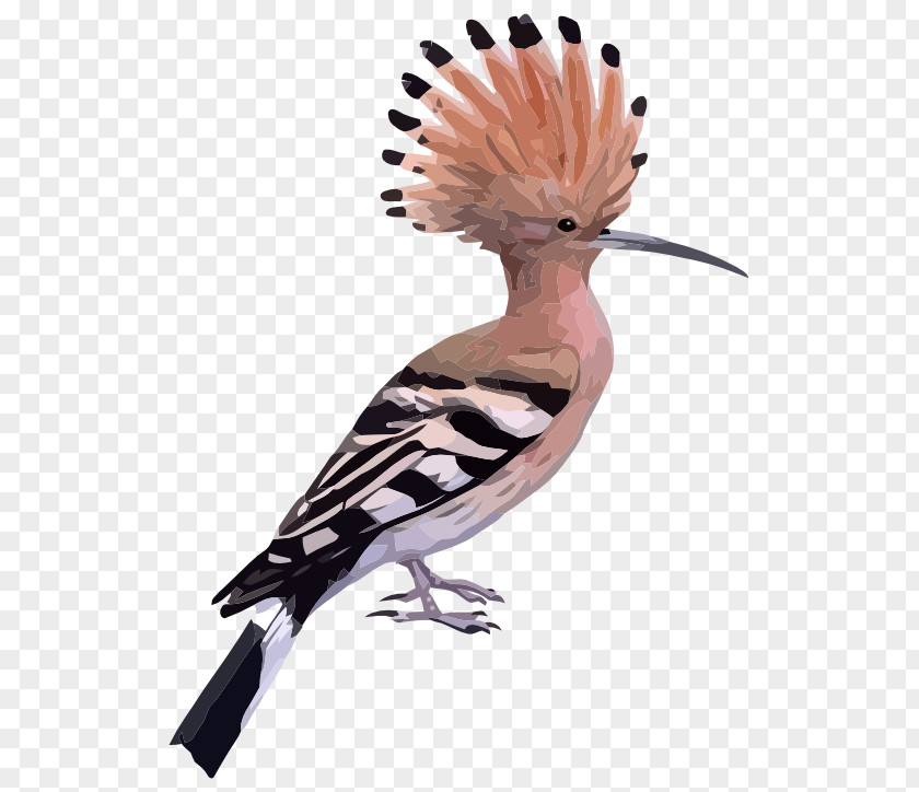 Prophet Muhammada Bird Cyclone Hudhud Clip Art PNG