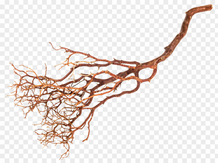 Tree Twig Root Manzanita Sweetgums PNG