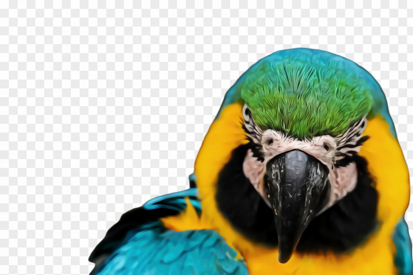 Wildlife Perico Bird Parrot PNG