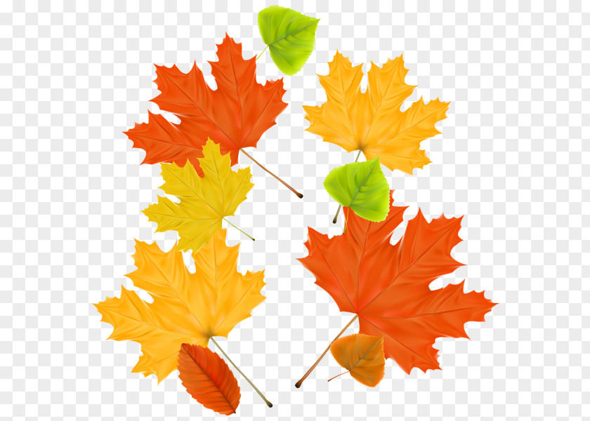 Autumn Leaves Maple Leaf PNG