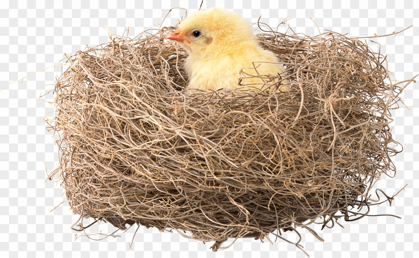 Bird's Nest Panel Aspect Ratio Desktop Wallpaper High-definition Video Widescreen 1080p PNG