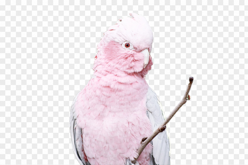 Feather PNG