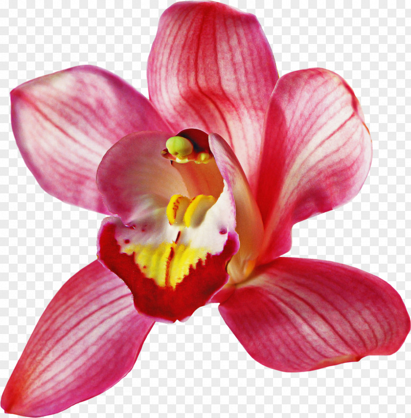 Flower Petal Pink Plant Moth Orchid PNG