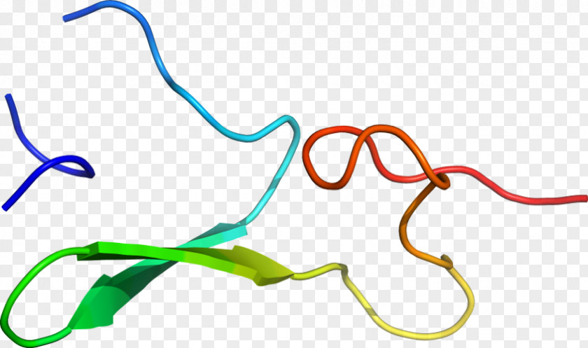 Line Organism Clip Art PNG