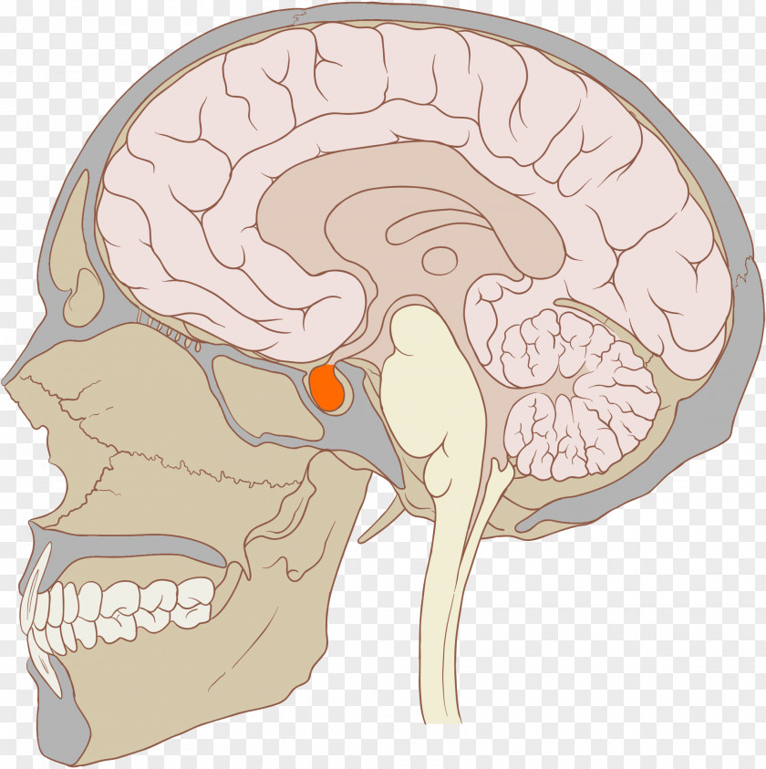Pituitary Gland Anterior Disease Endocrine System PNG