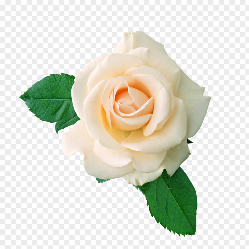 White Rose T-shirt Centifolia Roses Flower Bouquet Stock Photography PNG